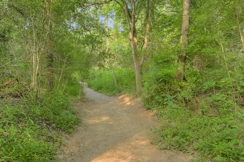 a view of a forest with trees in front of it