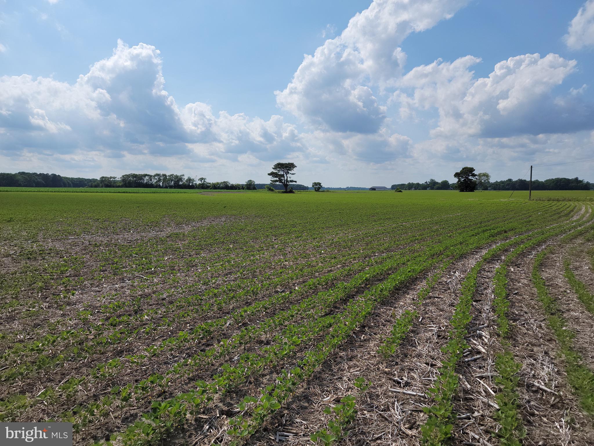 0 Reliance Road Federalsburg, MD 21632 - Photo 2 of 3 View Looking Northwest