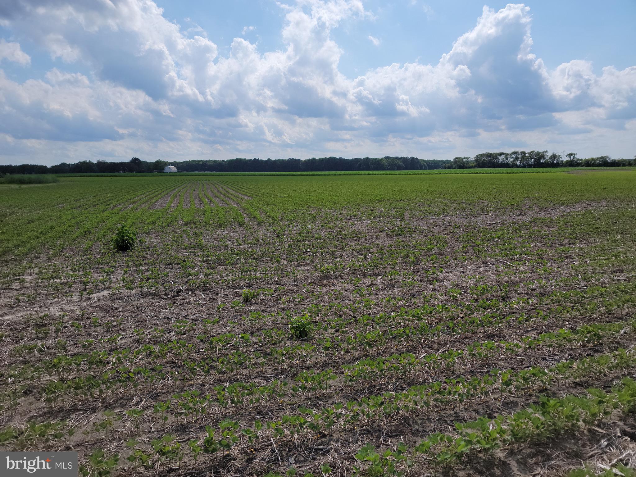 0 Reliance Road Federalsburg, MD 21632 - Photo 3 of 3 View Looking West