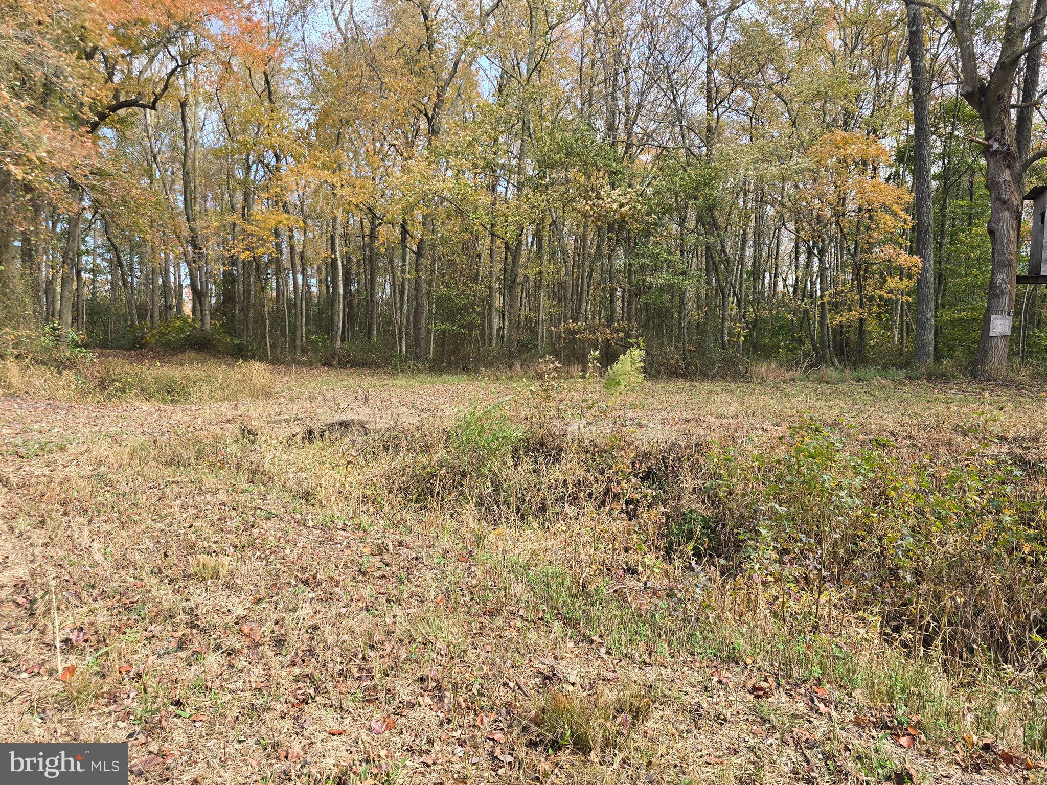 0 Richardson Road Willards, MD 21874 - Photo 14 of 31 a view of a yard with large trees