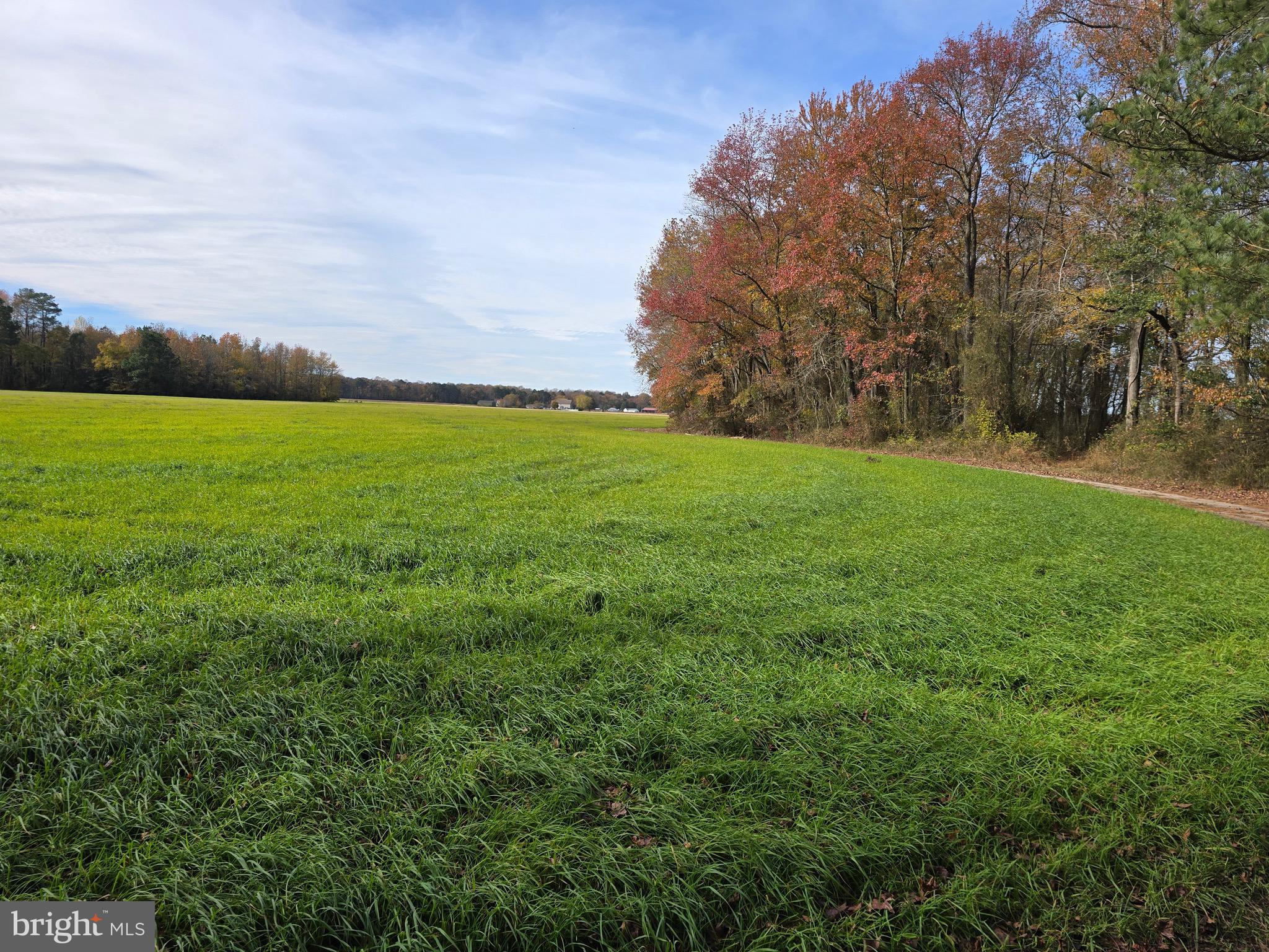 0 Richardson Road Willards, MD 21874 - Photo 10 of 31 a view of a field of grass and trees