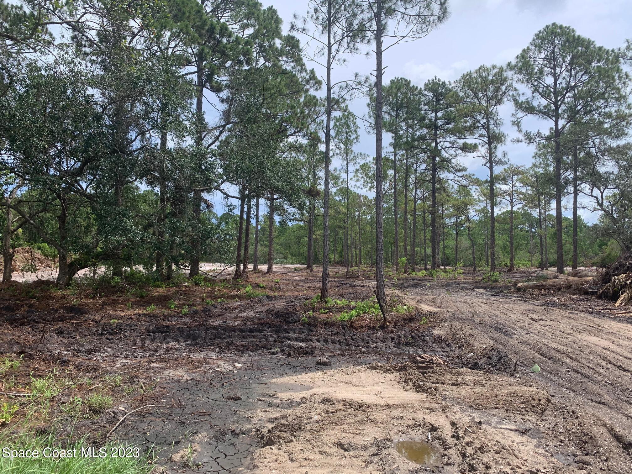 0 Unknown Street Mims, FL 32754 - Photo 7 of 10 a view of a tree in a yard
