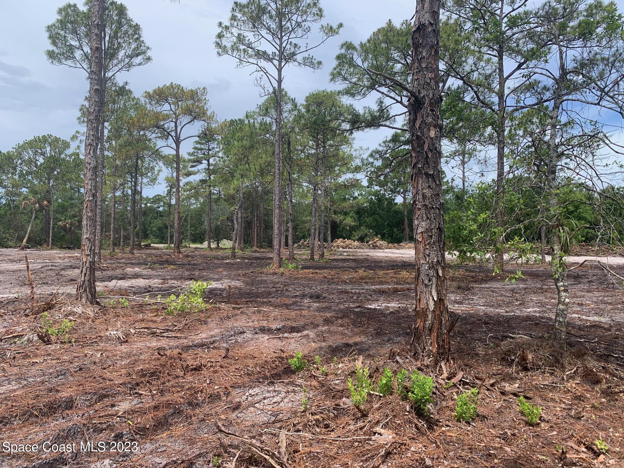 0 Unknown Street Mims, FL 32754 - Photo 9 of 10 a backyard of a house with lots of green space