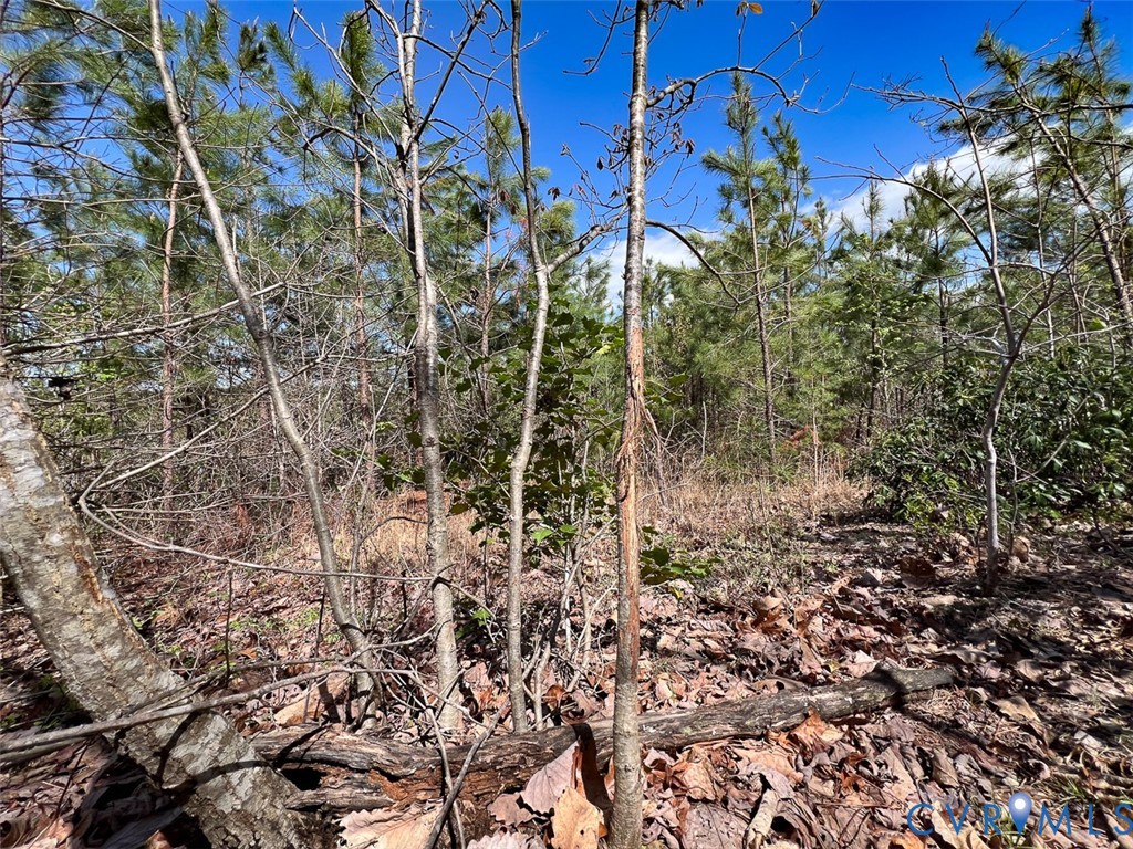116.32-acres Gilliam Mill Road Dillwyn, VA 23936 - Photo 14 of 50