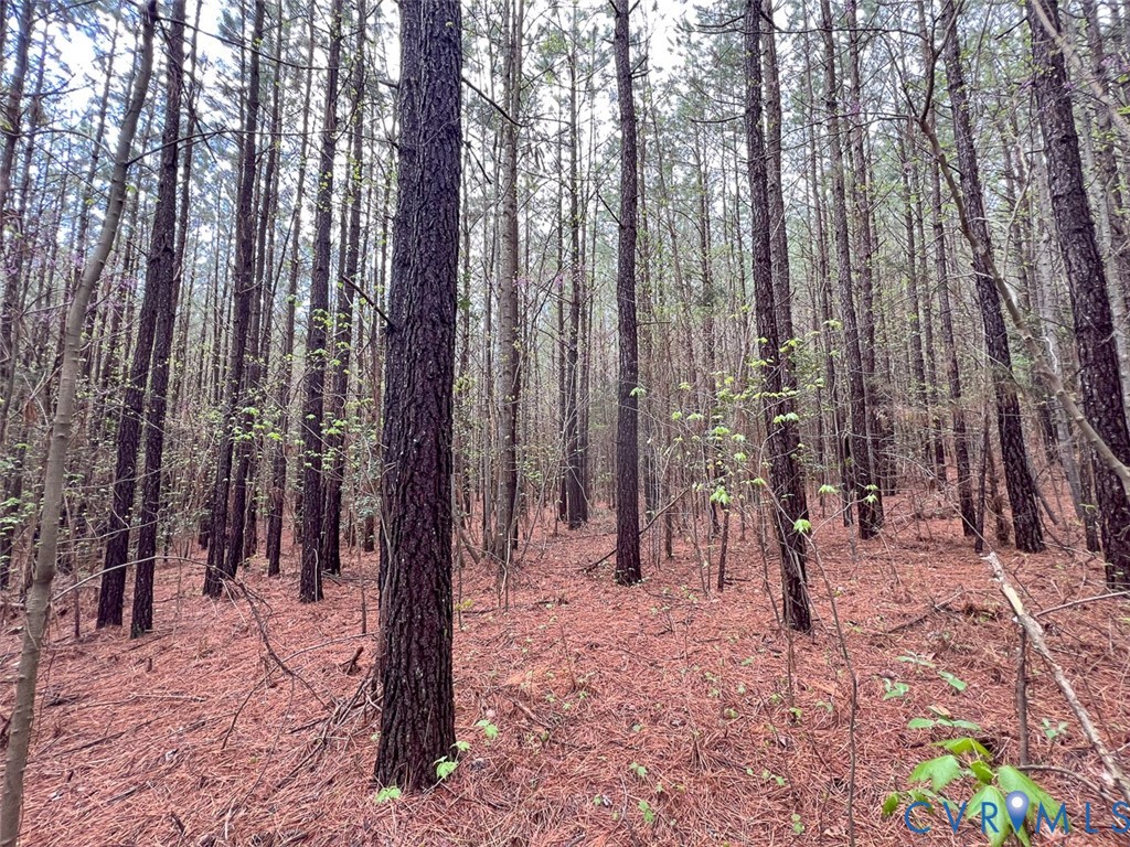 116.32-acres Gilliam Mill Road Dillwyn, VA 23936 - Photo 16 of 50