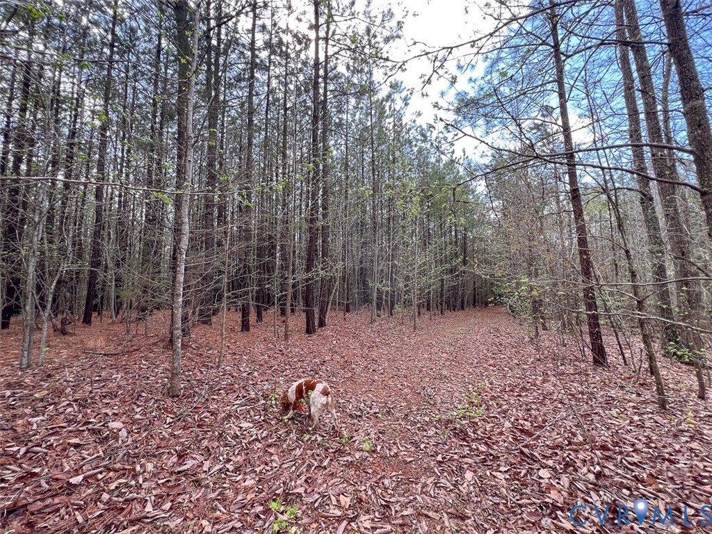 116.32-acres Gilliam Mill Road Dillwyn, VA 23936 - Photo 26 of 50