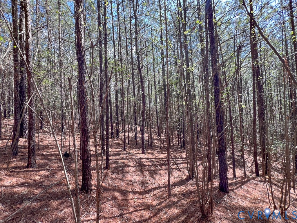 116.32-acres Gilliam Mill Road Dillwyn, VA 23936 - Photo 32 of 50