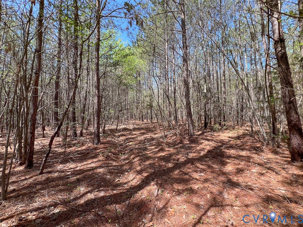 116.32-acres Gilliam Mill Road Dillwyn, VA 23936 - Photo 35 of 50
