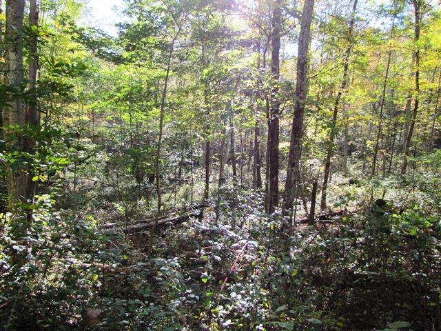 Laurel Creek Road Wayside, WV 24985 - Photo 11 of 28 Gallery Image 11