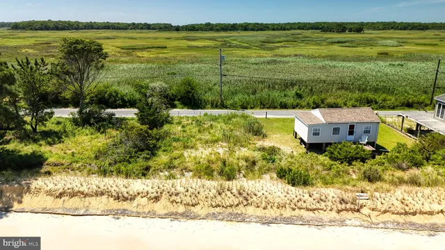 a view of a yard with plants and large trees