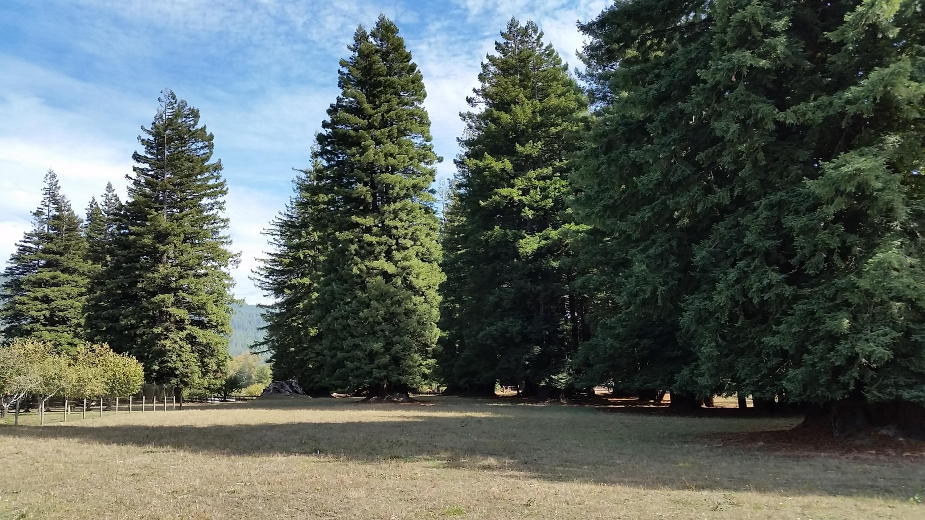 719 North Road Scotia, CA 95565 - Photo 8 of 51