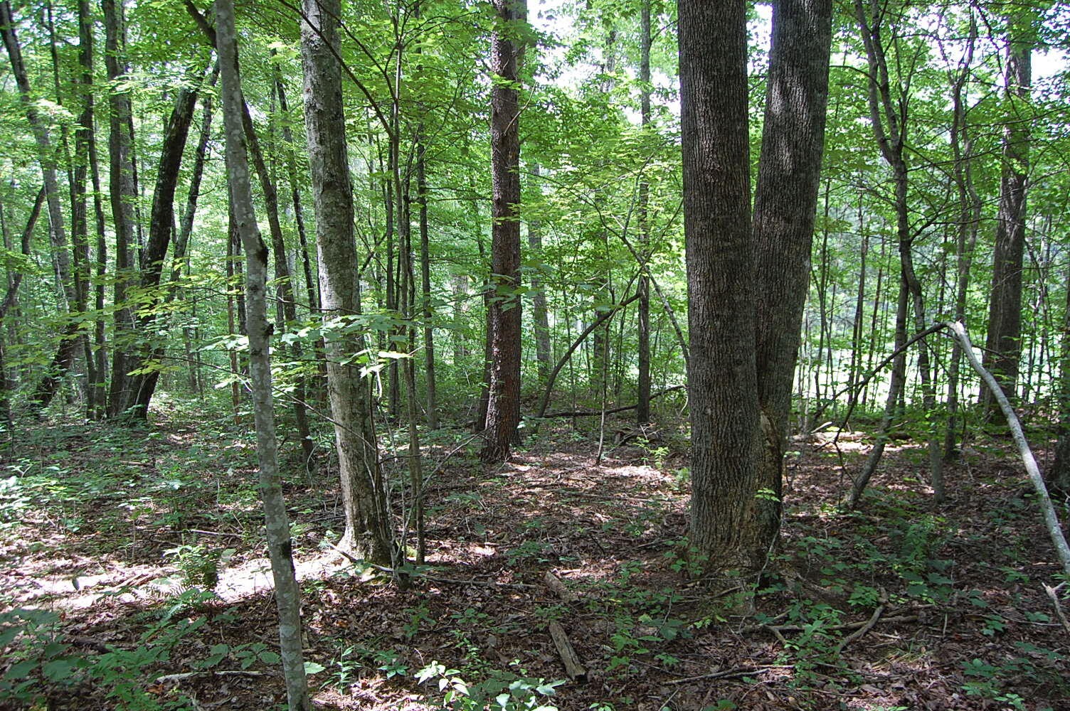 10 Laurel Brk Road Dunlap, TN 37327 - Photo 8 of 23 Gallery Image 8