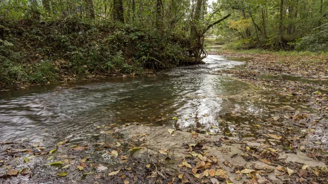 an aerial view of forest