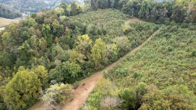 a view of a yard with trees