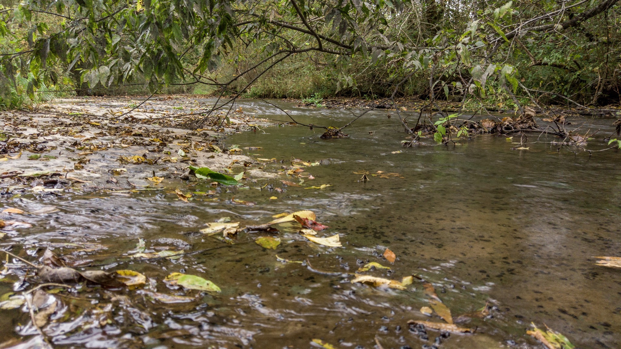 1 Noah Road Beechgrove, TN 37018 - Photo 32 of 32 a backyard of a house with lots of green space