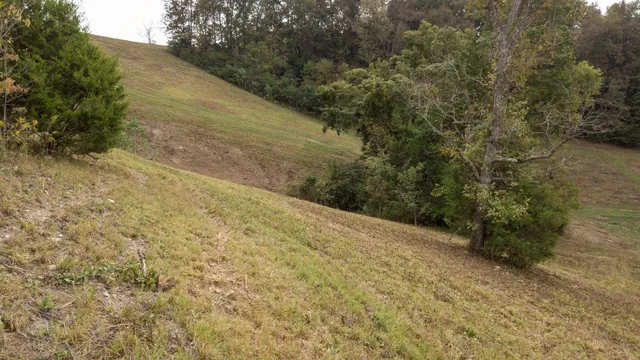 a view of a yard with a tree