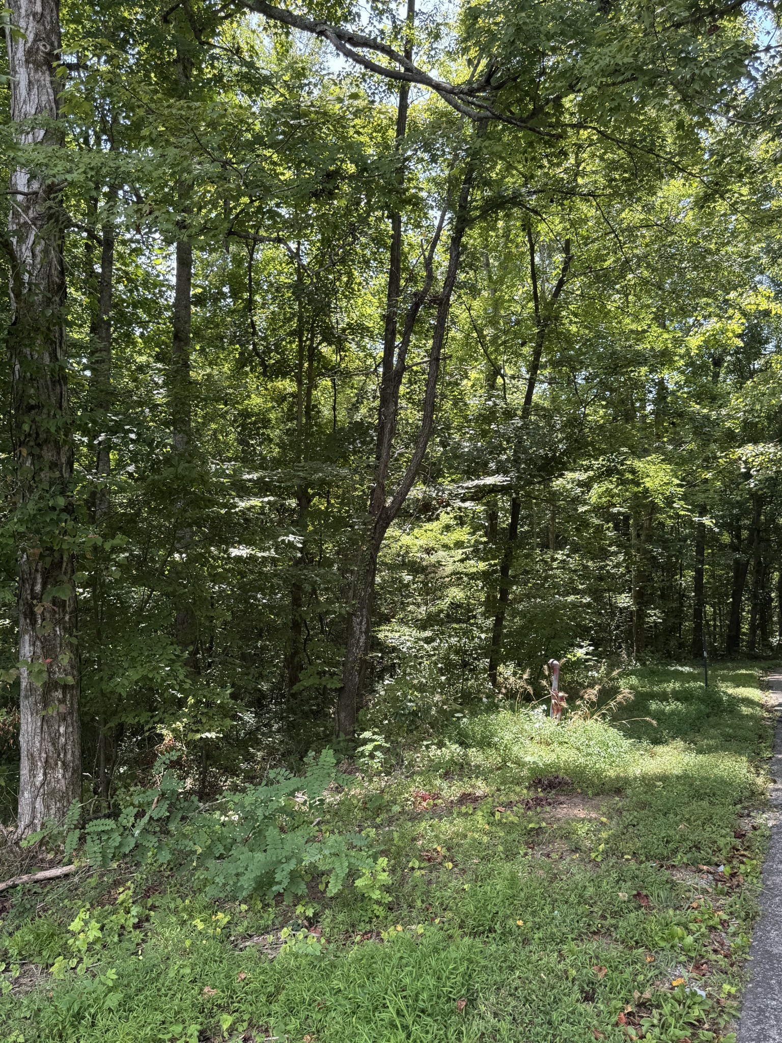 0 Albert Fentress Road Greenbrier, TN 37073 - Photo 2 of 7 a view of outdoor space and trees