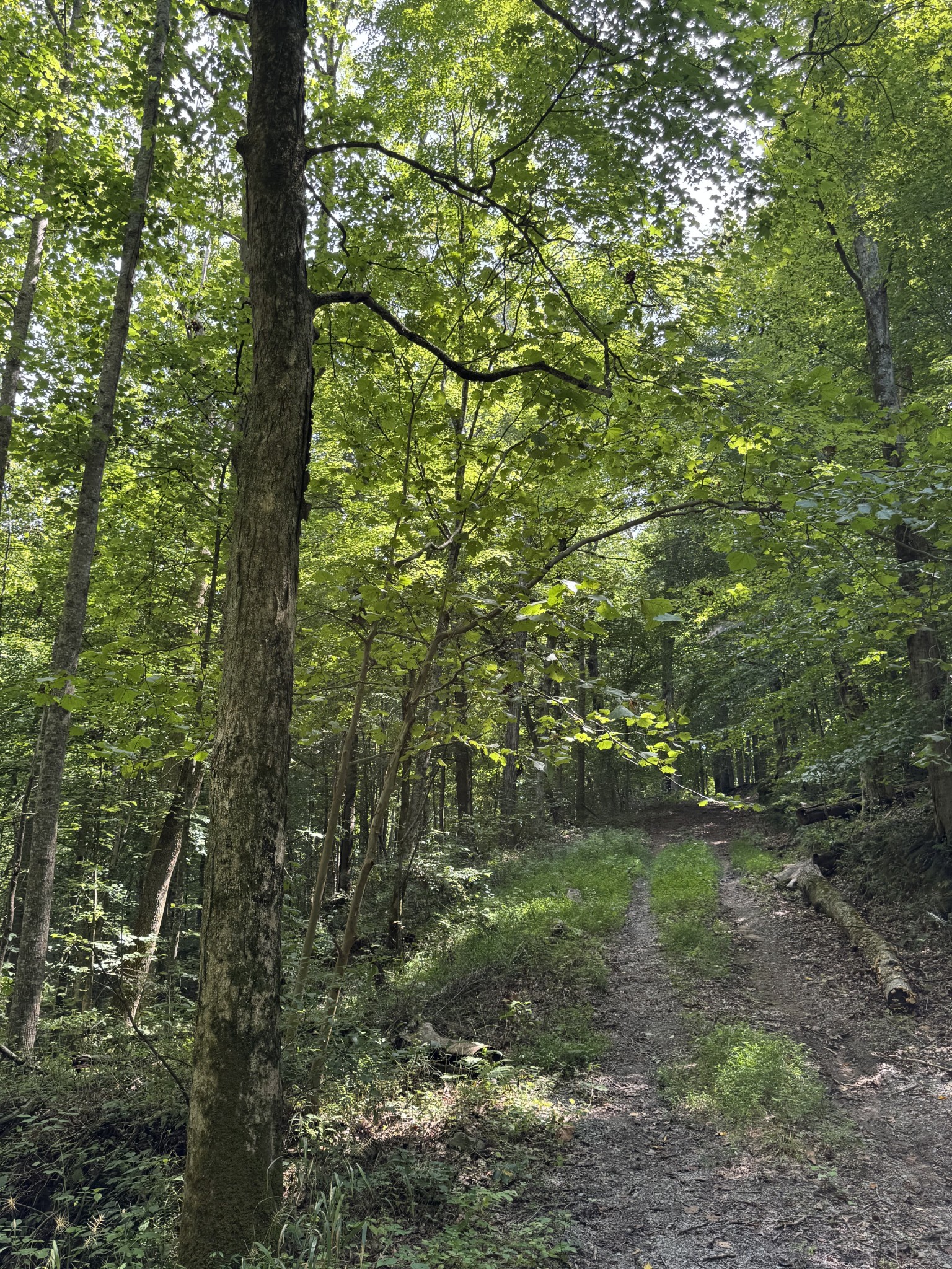 0 Albert Fentress Road Greenbrier, TN 37073 - Photo 3 of 7 a view of a yard with a tree
