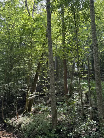 a view of outdoor space and green space