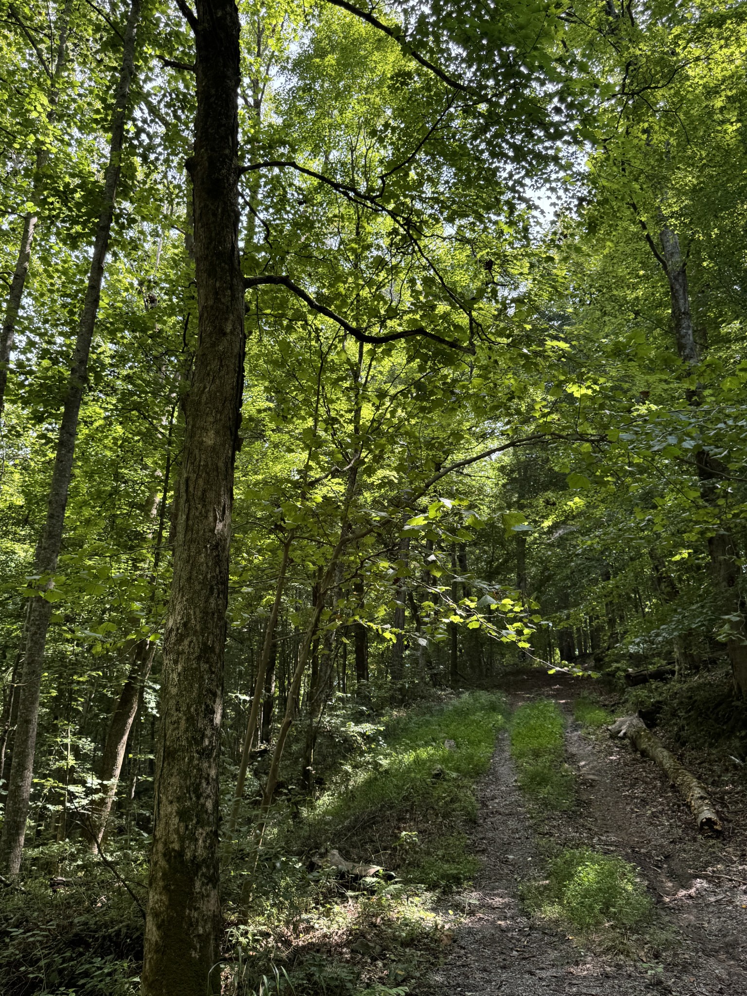 0 Albert Fentress Road Greenbrier, TN 37073 - Photo 6 of 7 a view of a forest