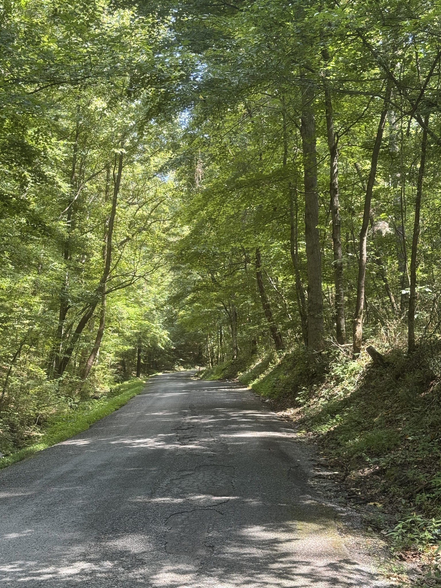 0 Albert Fentress Road Greenbrier, TN 37073 - Photo 7 of 7 a view of a yard with a tree