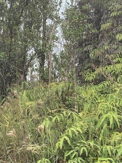 66 Kokokahi Road Mountain View, HI 96771 - Photo 2 of 4