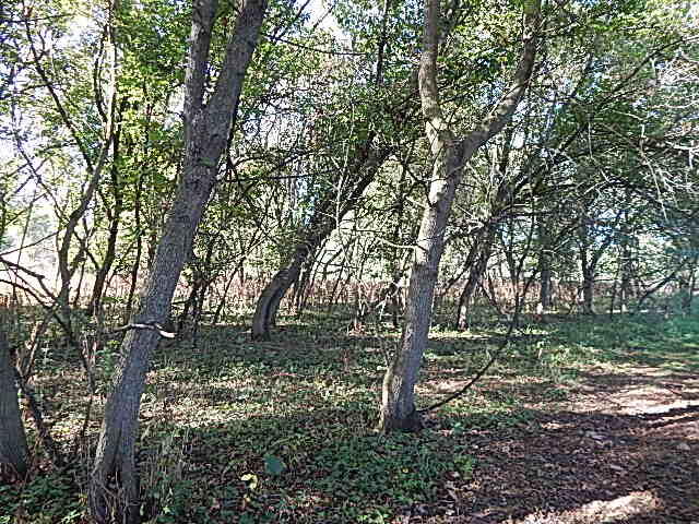 2857 Oakley Road Stockbridge, MI 49285 - Photo 16 of 27 DSCN1637