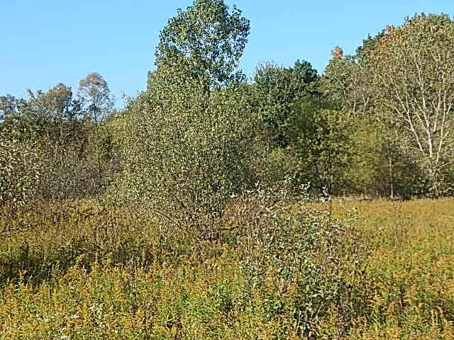 2857 Oakley Road Stockbridge, MI 49285 - Photo 26 of 27 DSCN1619