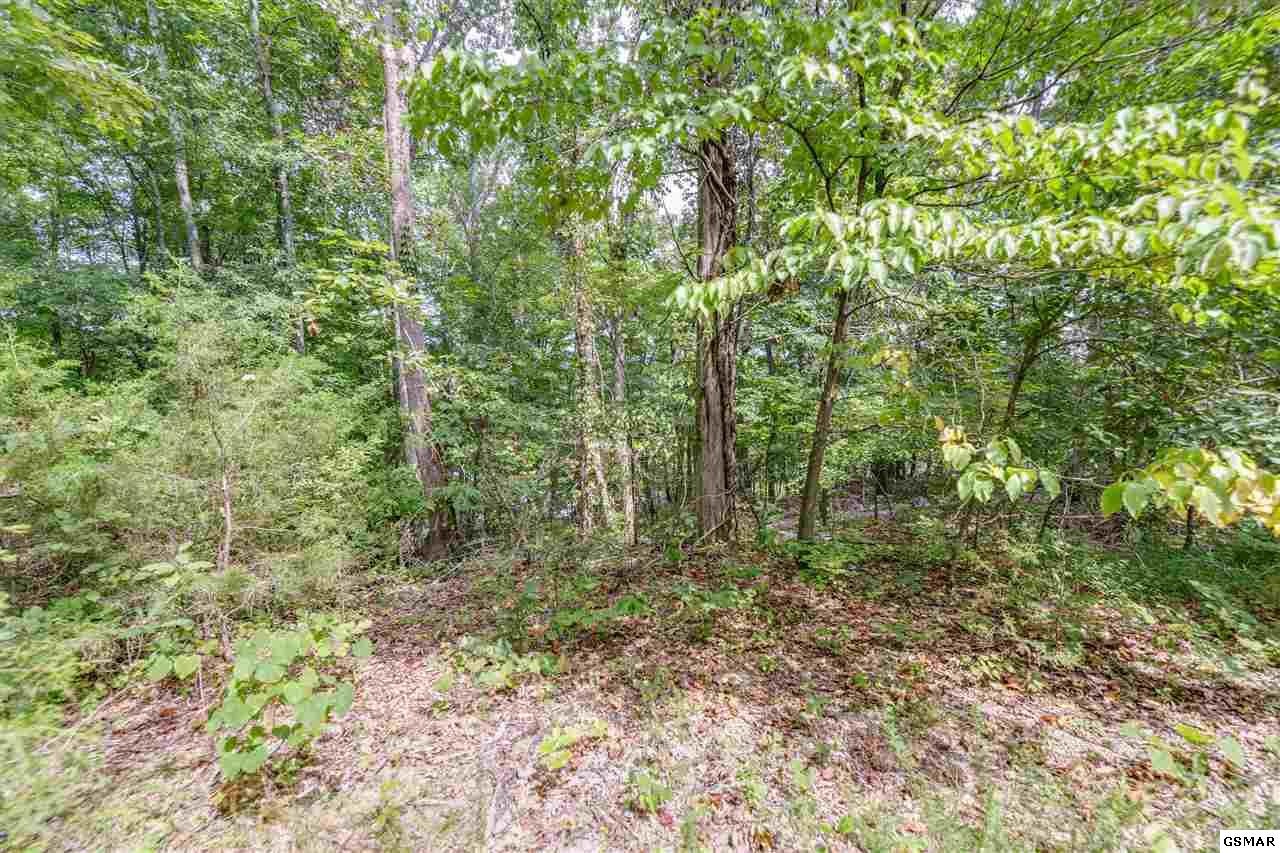 20 Rays Gap Road Seymour, TN 37865 - Photo 2 of 13 a view of a forest with trees