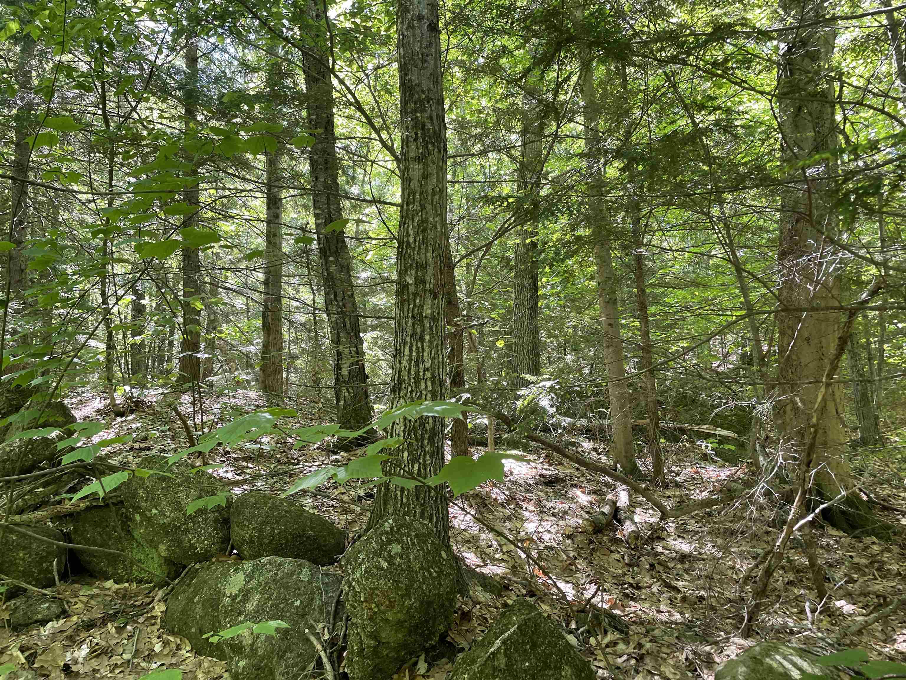 0 Alder Plains Road Bradford, NH 03221 - Photo 2 of 11