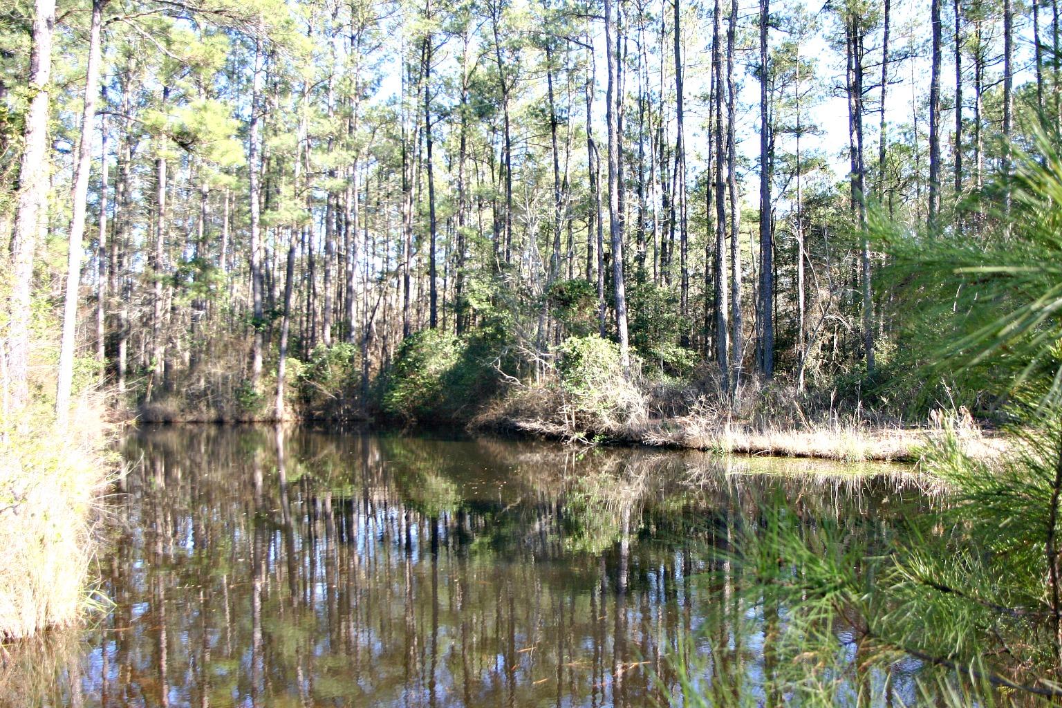 688 Juniper Lake Road West End, NC 27376 - Photo 16 of 21 Pond view 1