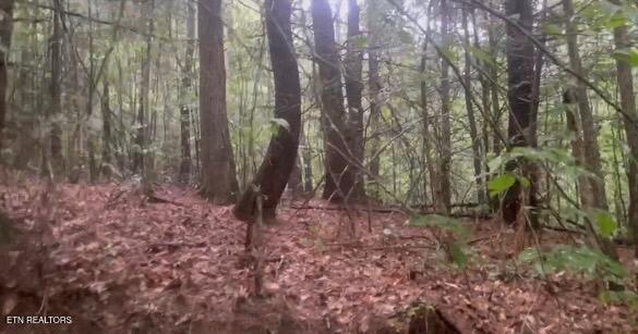 Ridge Road Lancing, TN 37770 - Photo 11 of 17 Ridge Rd