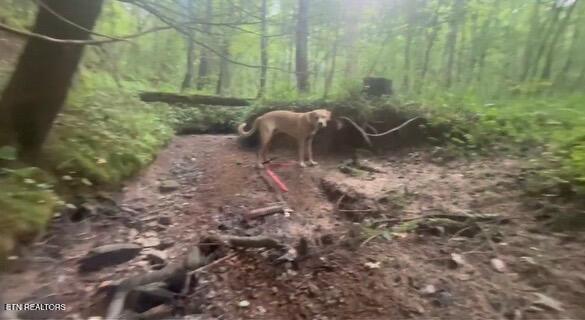 Ridge Road Lancing, TN 37770 - Photo 12 of 17 Ridge Rd