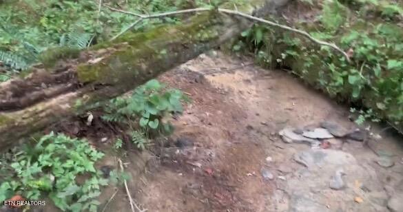 Ridge Road Lancing, TN 37770 - Photo 13 of 17 Ridge Rd