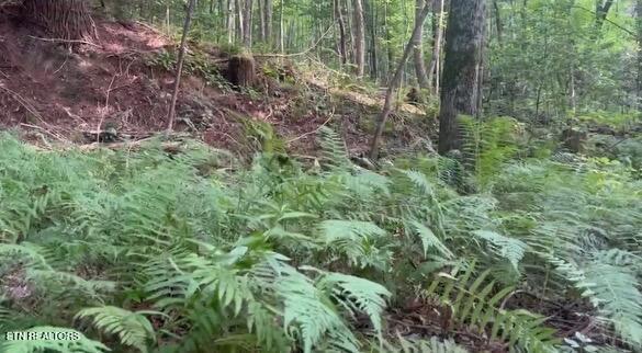 Ridge Road Lancing, TN 37770 - Photo 17 of 17 Ridge Rd