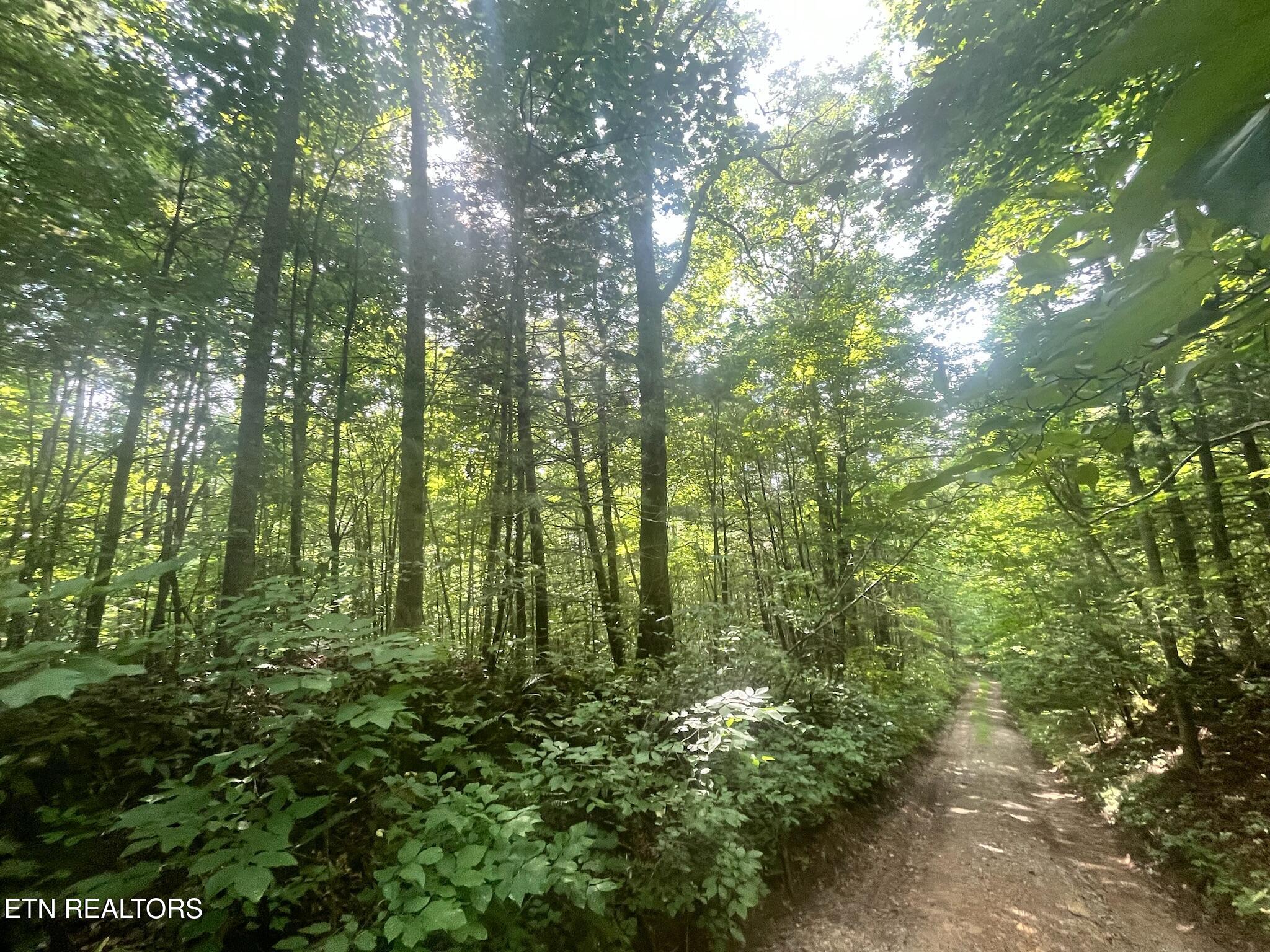 Ridge Road Lancing, TN 37770 - Photo 3 of 17 Ridge Rd