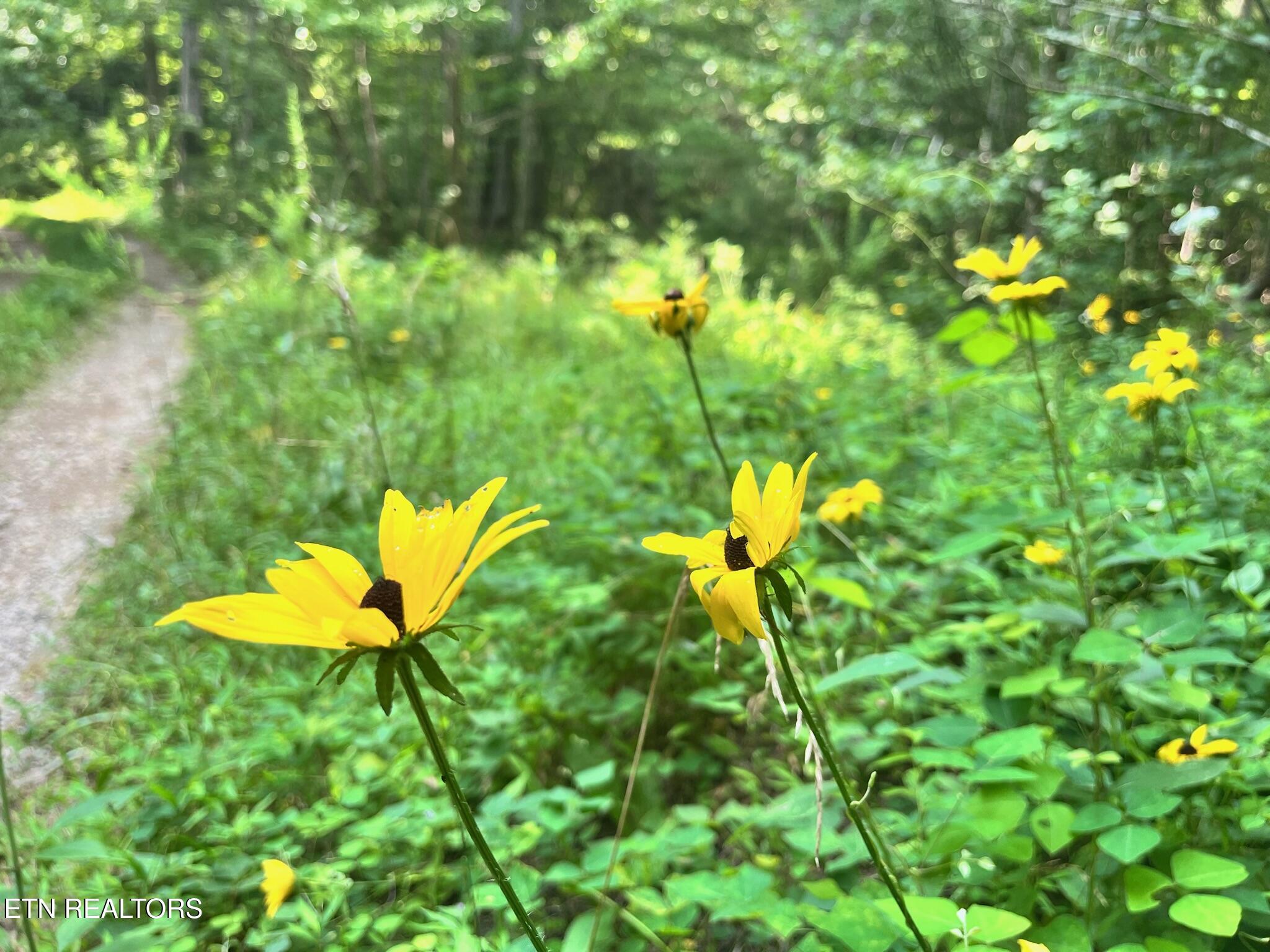 Ridge Road Lancing, TN 37770 - Photo 4 of 17 Ridge Rd
