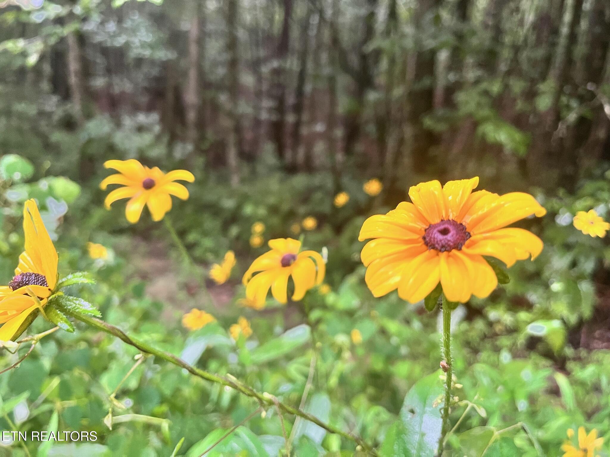 Ridge Road Lancing, TN 37770 - Photo 6 of 17 Ridge Rd