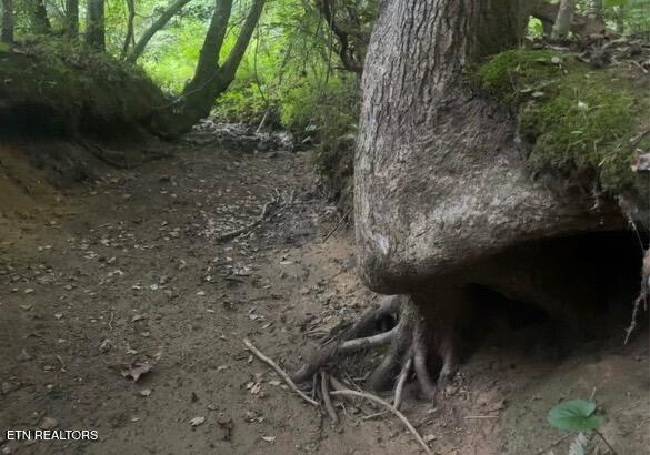 Ridge Road Lancing, TN 37770 - Photo 7 of 17 Ridge Rd