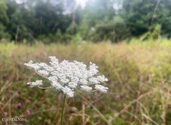 Ridge Road Lancing, TN 37770 - Photo 8 of 17 Ridge Rd