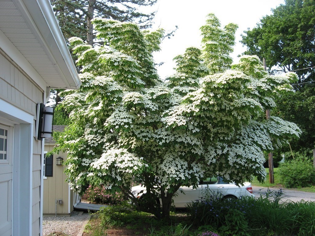 2 Fieldcrest Road Sturbridge, MA 01566 - Photo 4 of 39 a view of a house with a tree