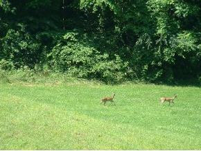 360 Doc Hawkins Road Greeneville, TN 37745 - Photo 3 of 4 Photo 3