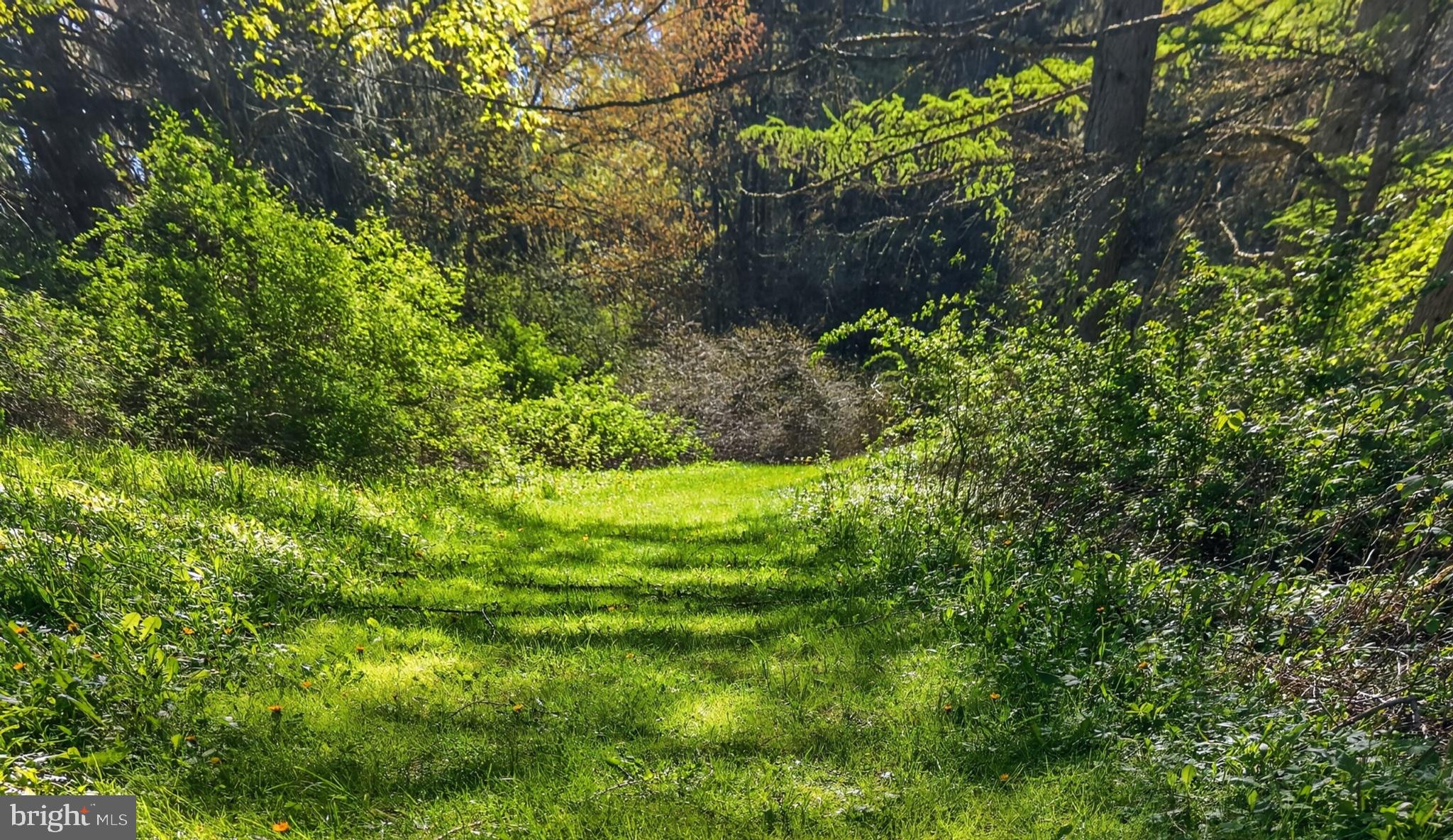 259 A A-Frame Road Coudersport, PA 16915 - Photo 104 of 130 Serene path through lush greenery.