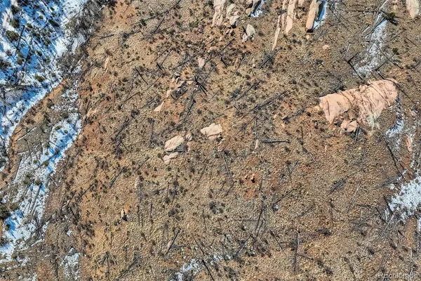 a close up of a wall with a tree