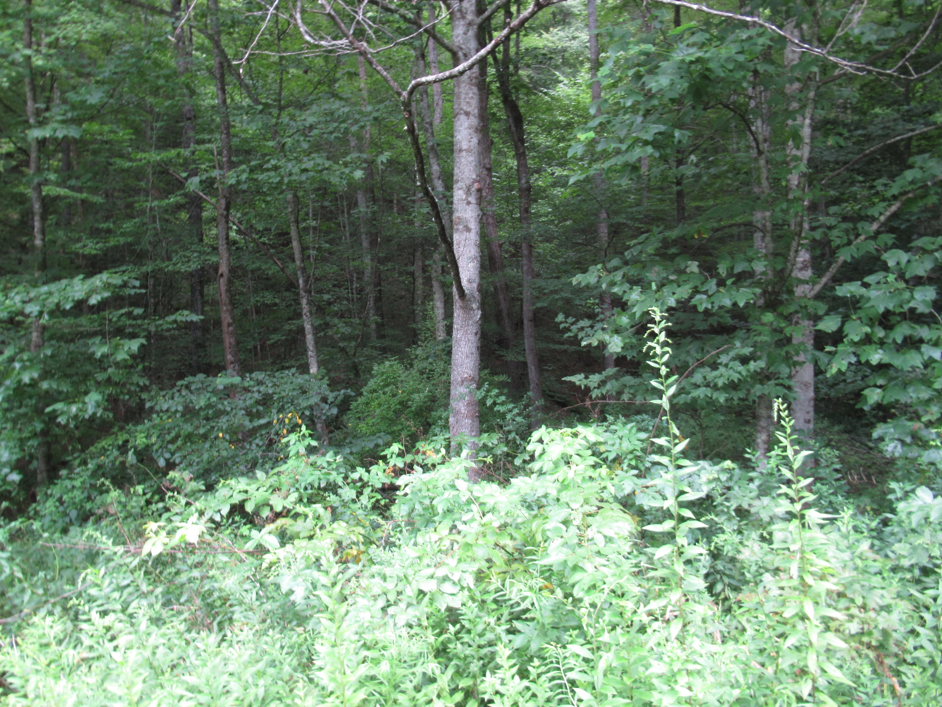 281 Pine Branch Road Shady Spring, WV 25918 - Photo 19 of 22 Gallery Image 19
