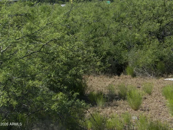 a view of a lush green forest with lots of trees