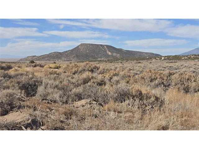 a black and white photo of a forest