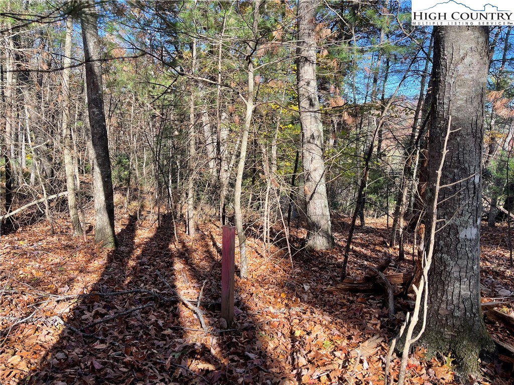 River Front Ridge Drive Jefferson, NC 28640 - Photo 15 of 19 a view of a yard with plants and trees