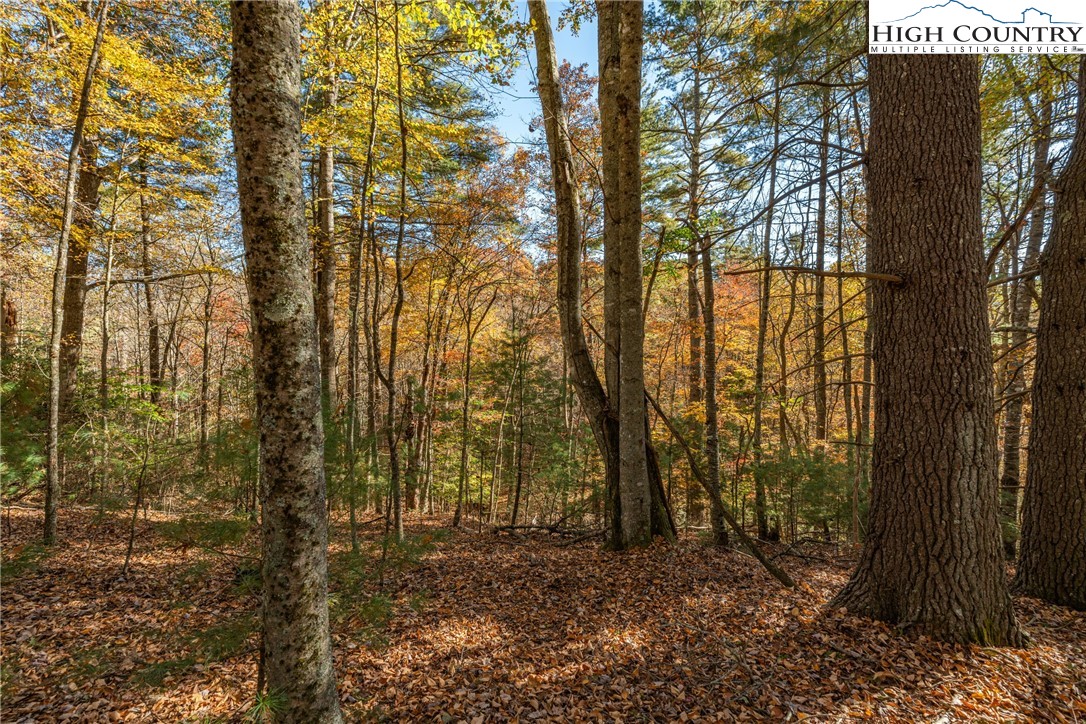 River Front Ridge Drive Jefferson, NC 28640 - Photo 5 of 19 a view of a forest with trees