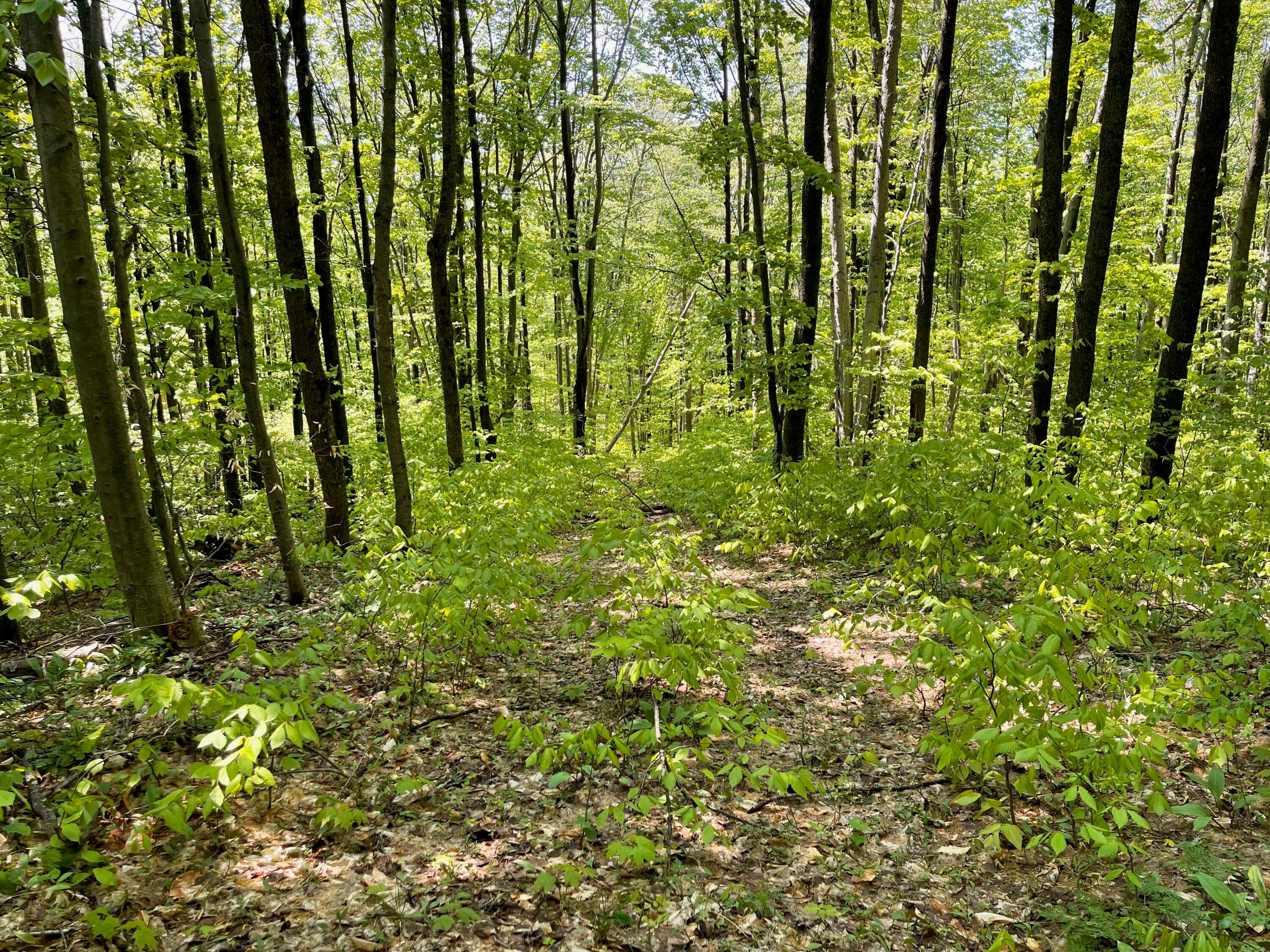 2400 Tower Road Vanderbilt, MI 49795 - Photo 17 of 19 Gallery Image 17